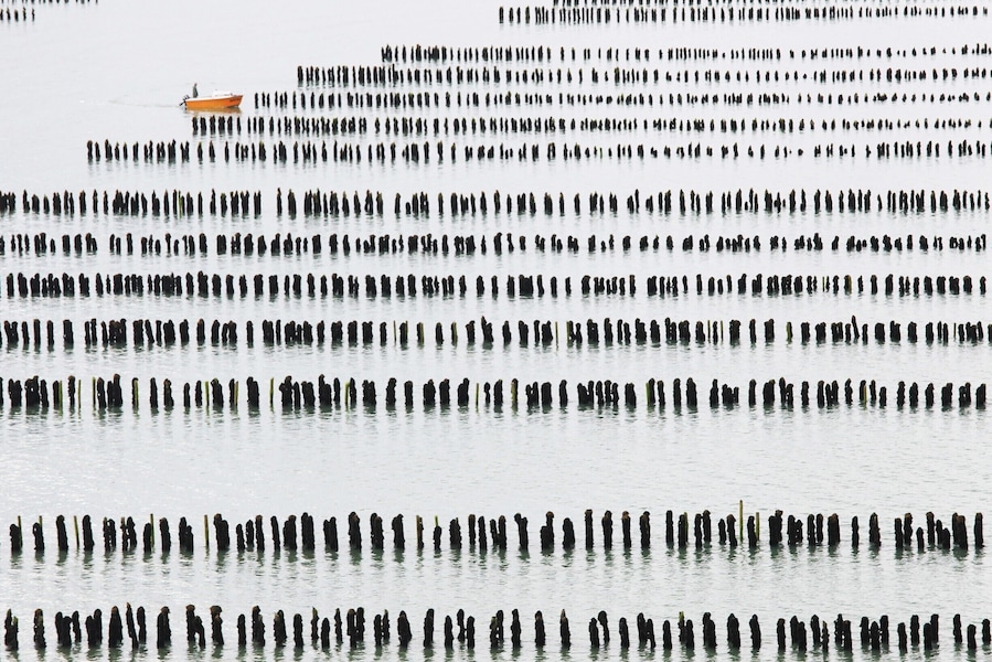 A large body of water with numerous vertical poles.