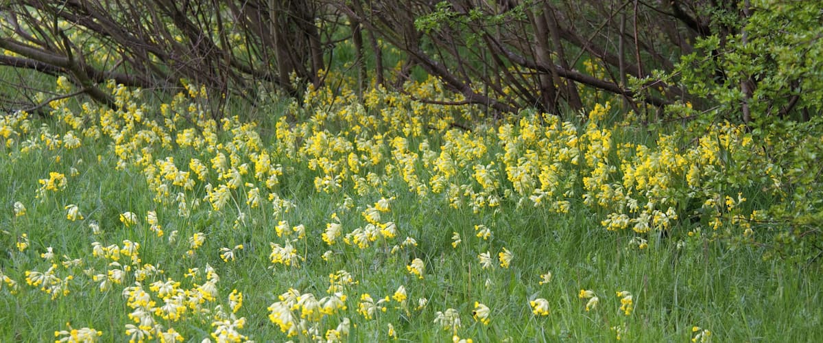 Cowslip Primula veris wood