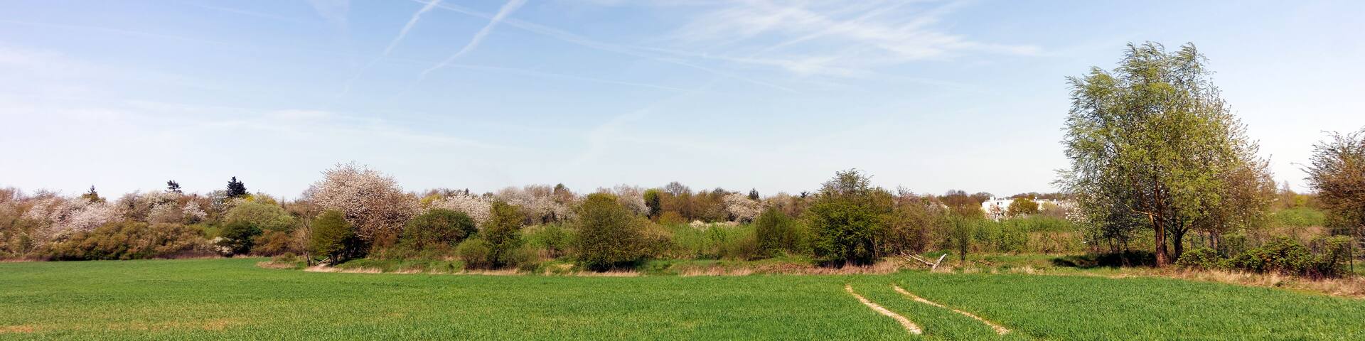 A green field with a clear sky and a few trees.