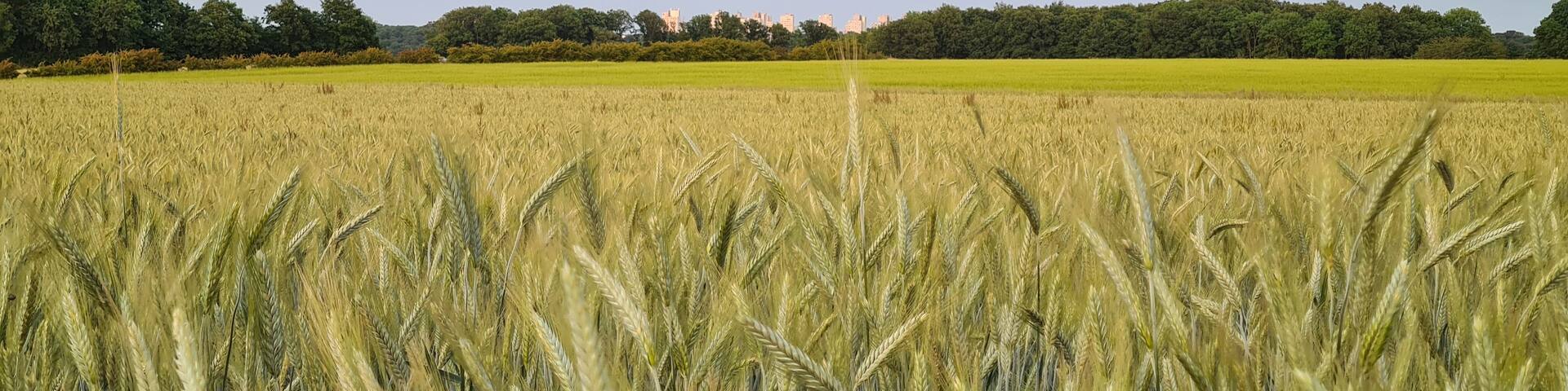 A vast wheat field with a clear sky and a line of trees in the background.