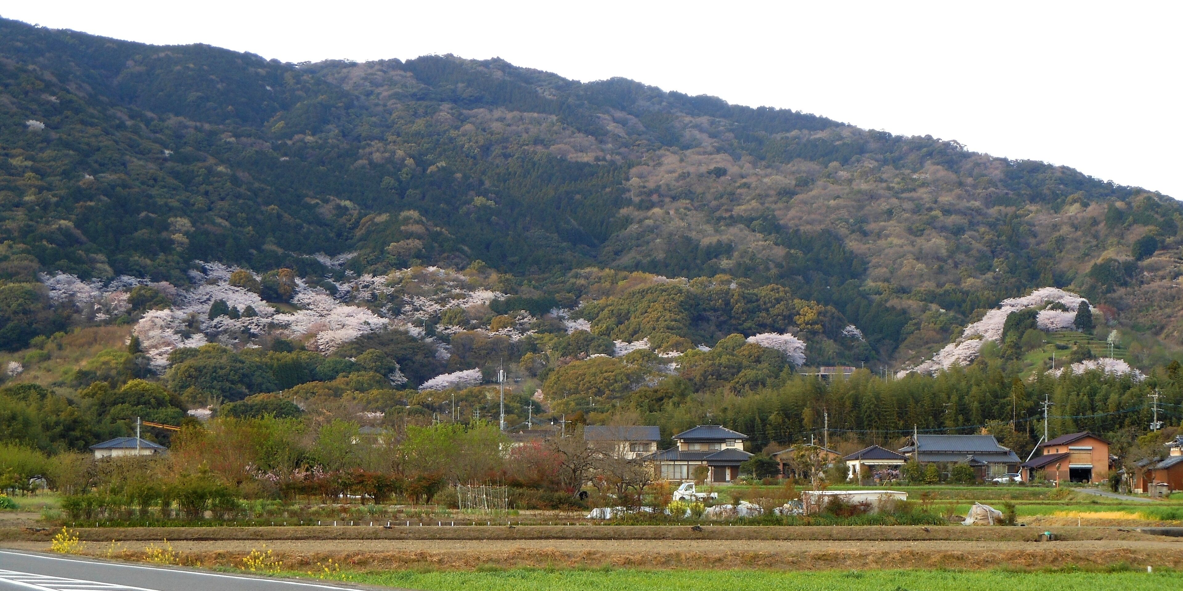 Cherry blossom trees of Kinryū Park, at the foot of Mount Kinryū, in Saga City.