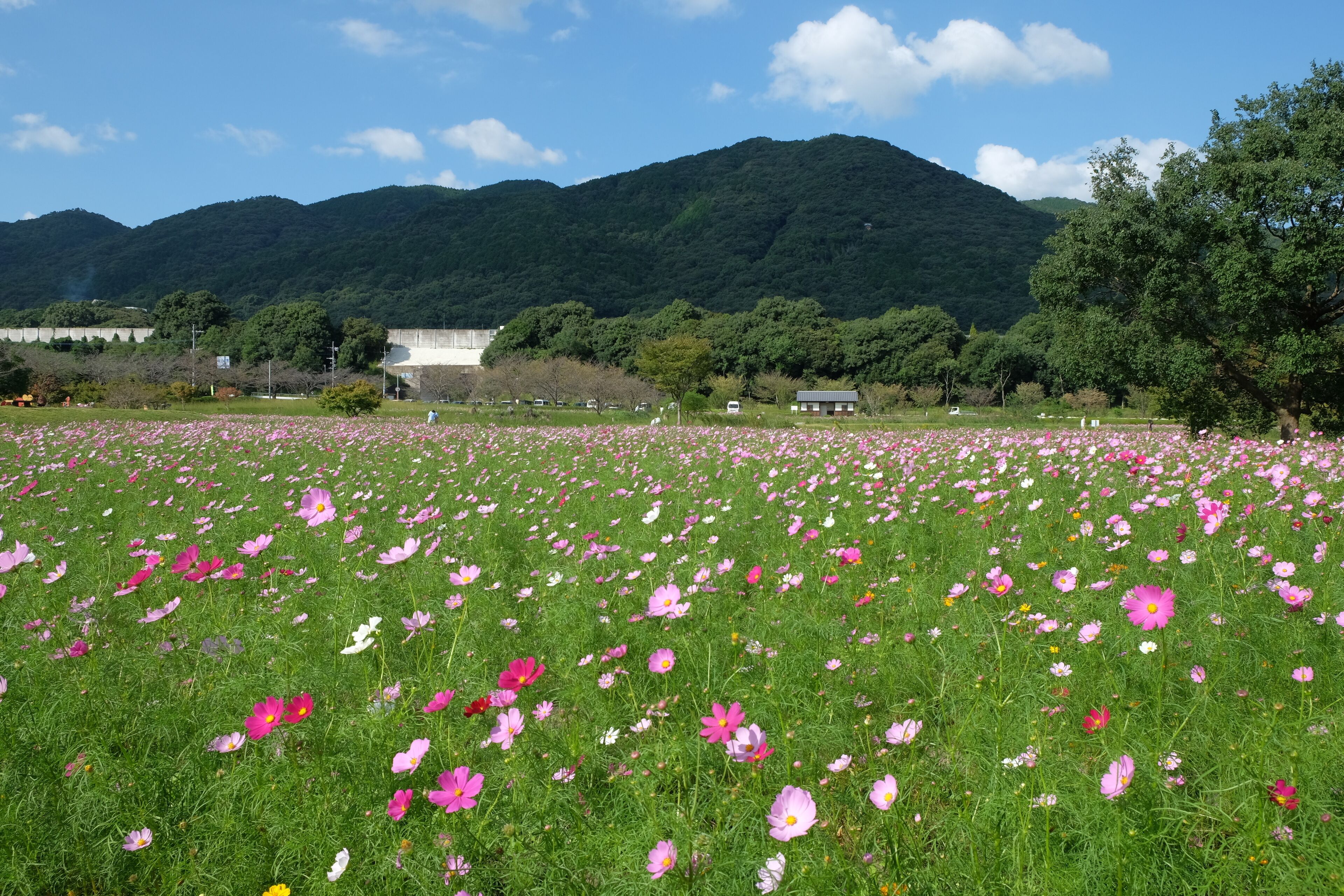 金立公園コスモス園