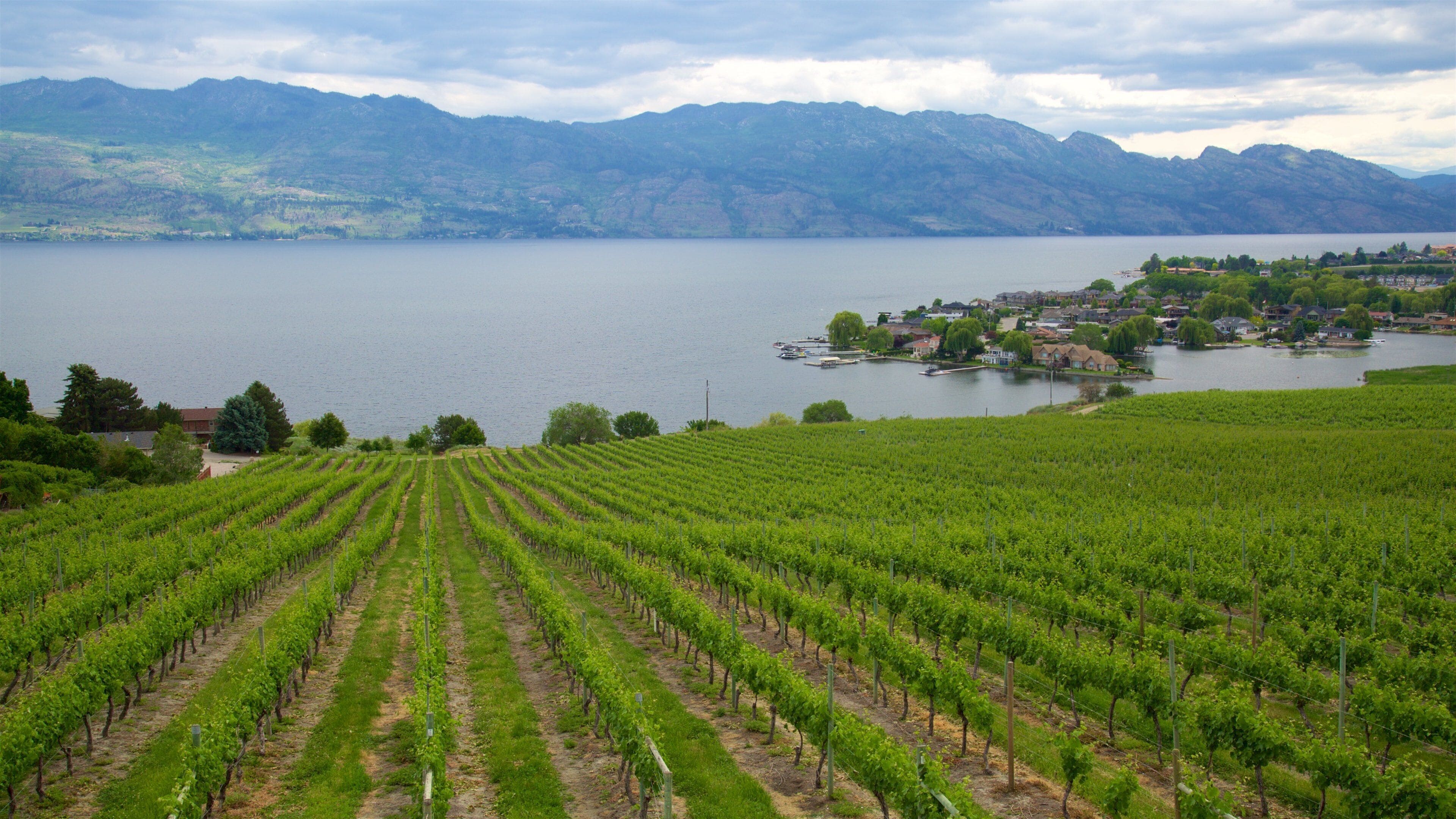 A vineyard with rows of grapevines, a lake, and a small town with houses and boats in the background.