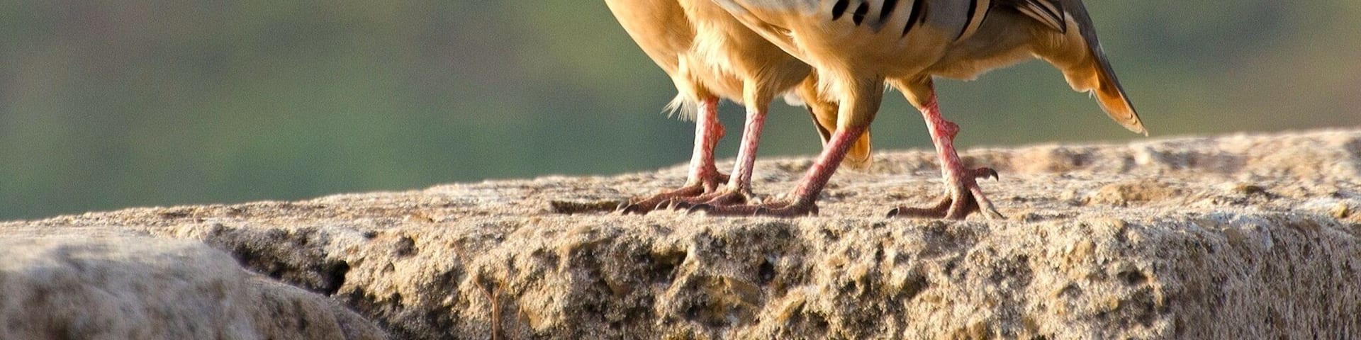 Capture this lovely birds at Sounio right next to the Temple of Greek god Poseidon