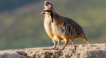 Capture this lovely birds at Sounio right next to the Temple of Greek god Poseidon