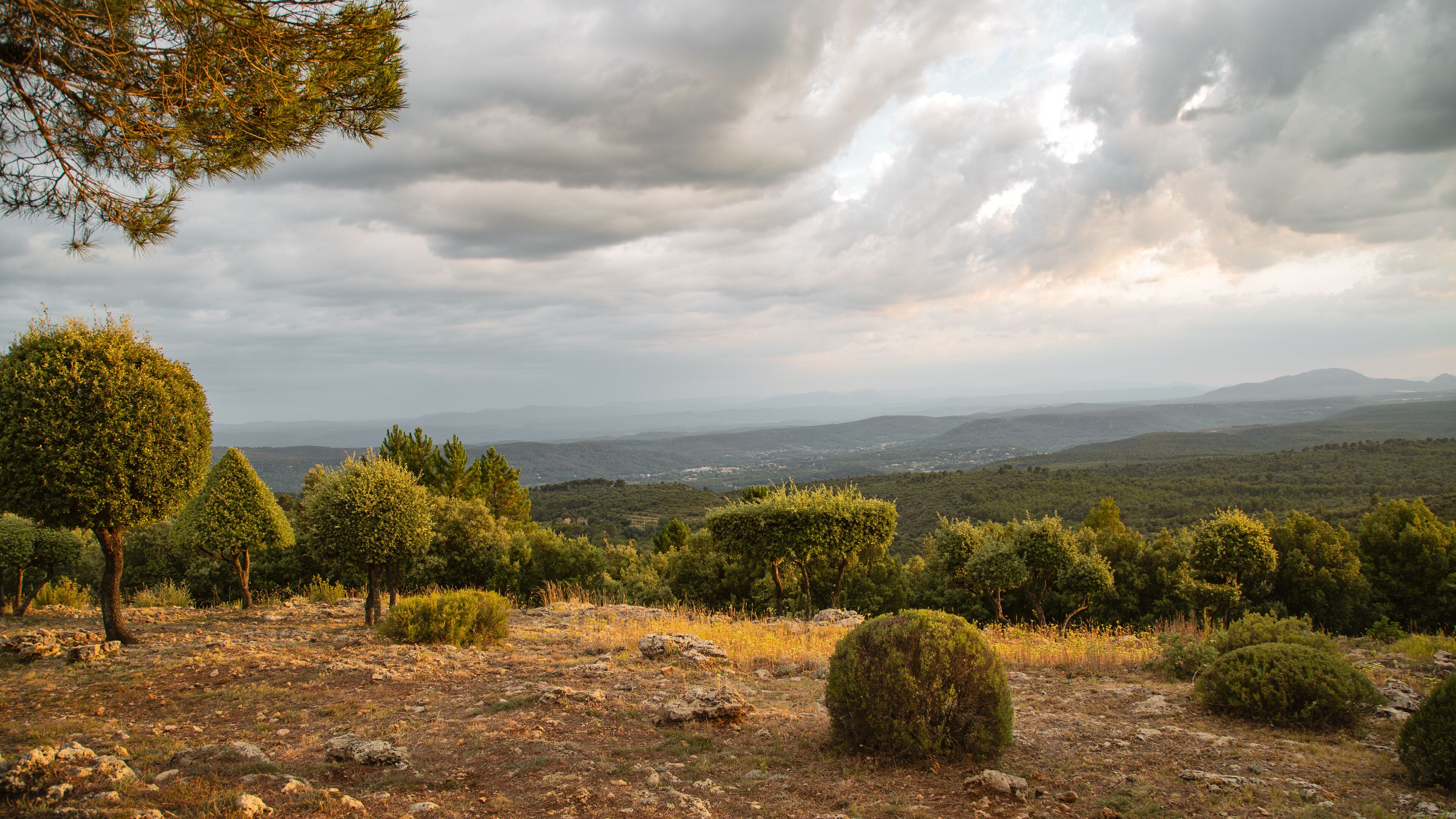Les topiaires au coucher de soleil à Tourtout en Provence, France