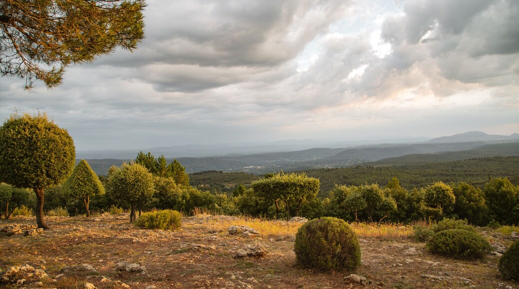 Les topiaires au coucher de soleil à Tourtout en Provence, France