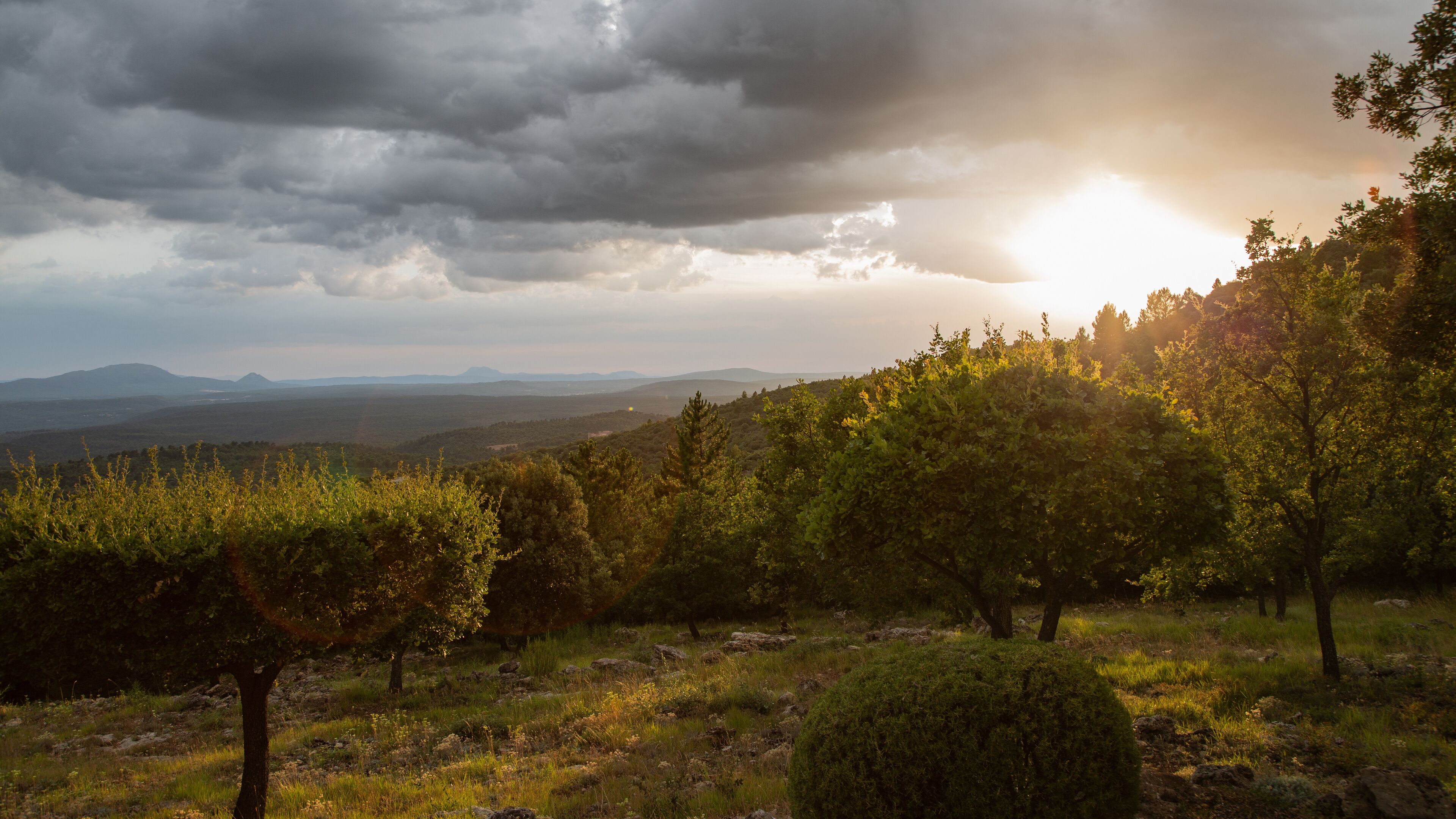 Les topiaires au coucher de soleil à Tourtout en Provence, France