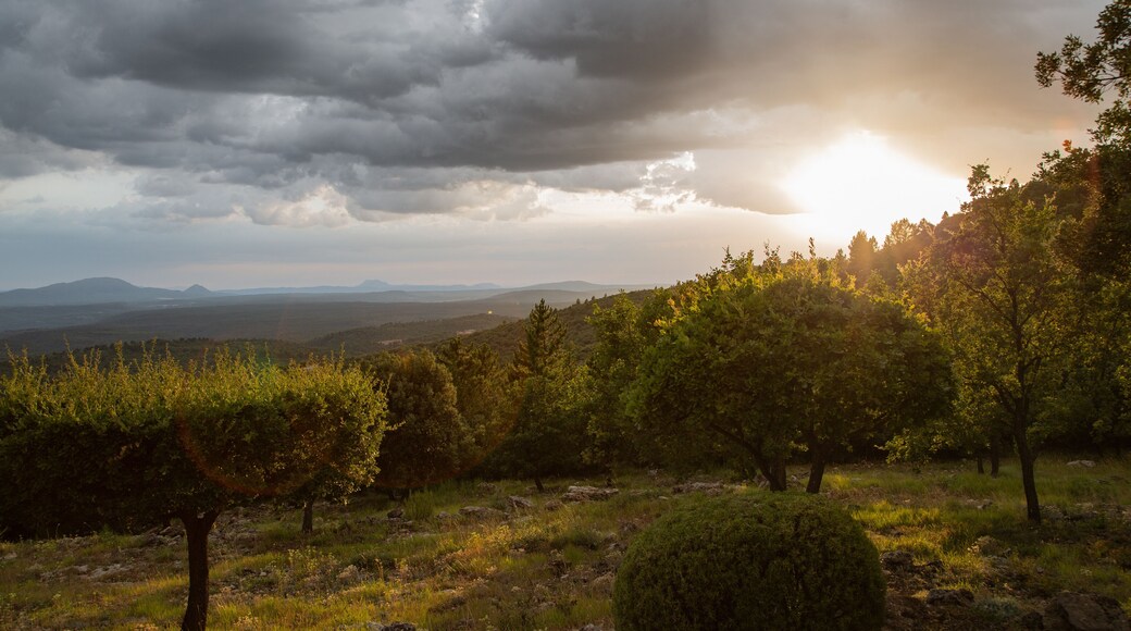 Les topiaires au coucher de soleil à Tourtout en Provence, France