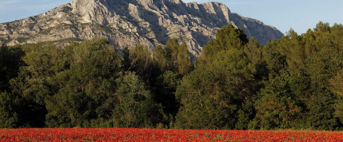 A mountainous landscape with a field of red flowers in the foreground and dense green trees.