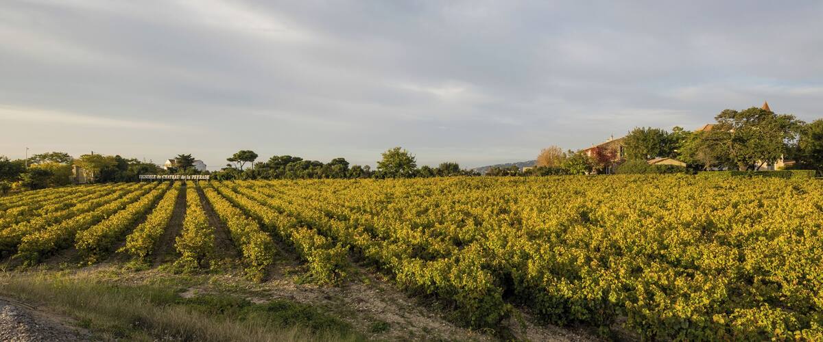 A vineyard with rows of grapevines under a cloudy sky.