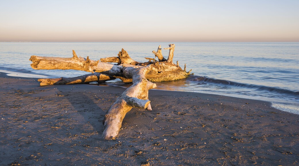 Tree trunk on the beach "Les Aresquiers". Frontignan, Hérault, France