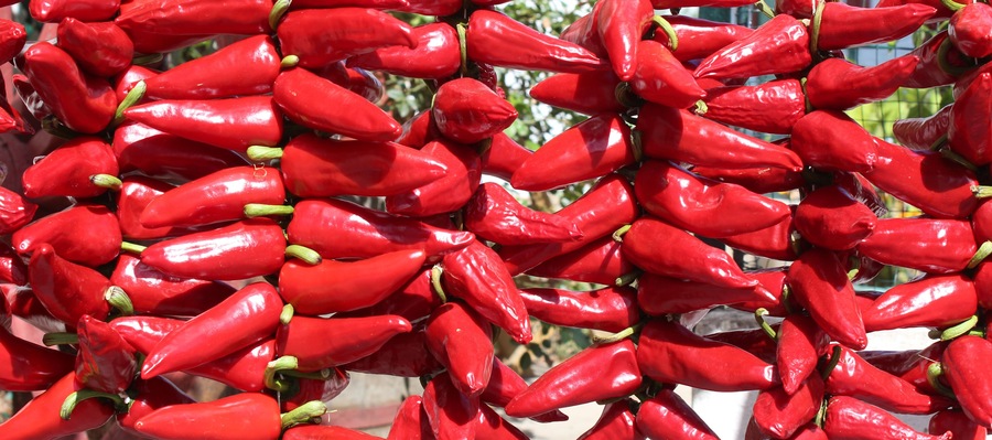 Piment d'Espelette / Espelette pepper (Capsicum annuum)