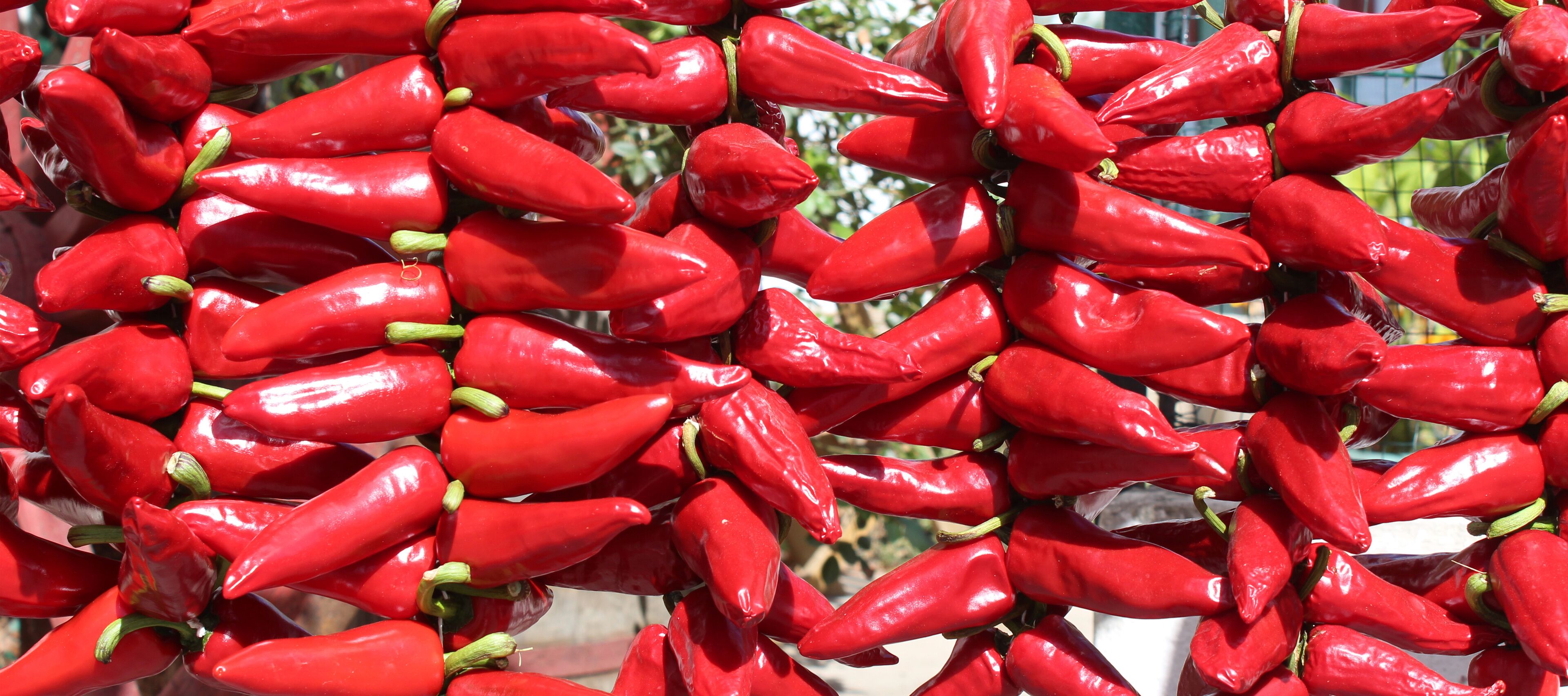A cluster of red chili peppers.