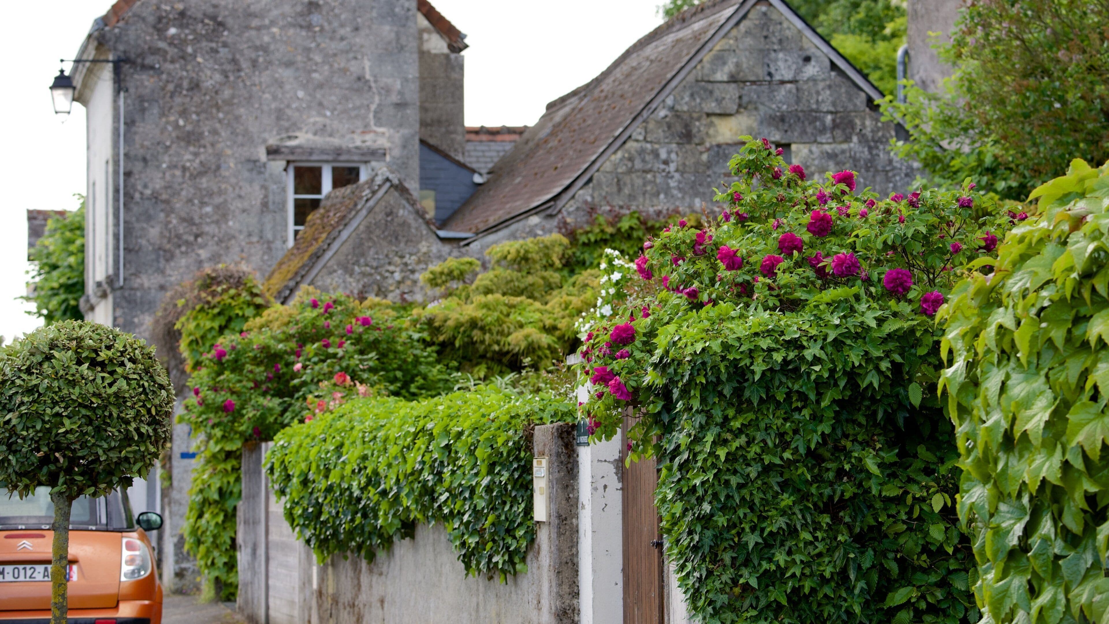 薩彭尼爾斯 设有 花朵