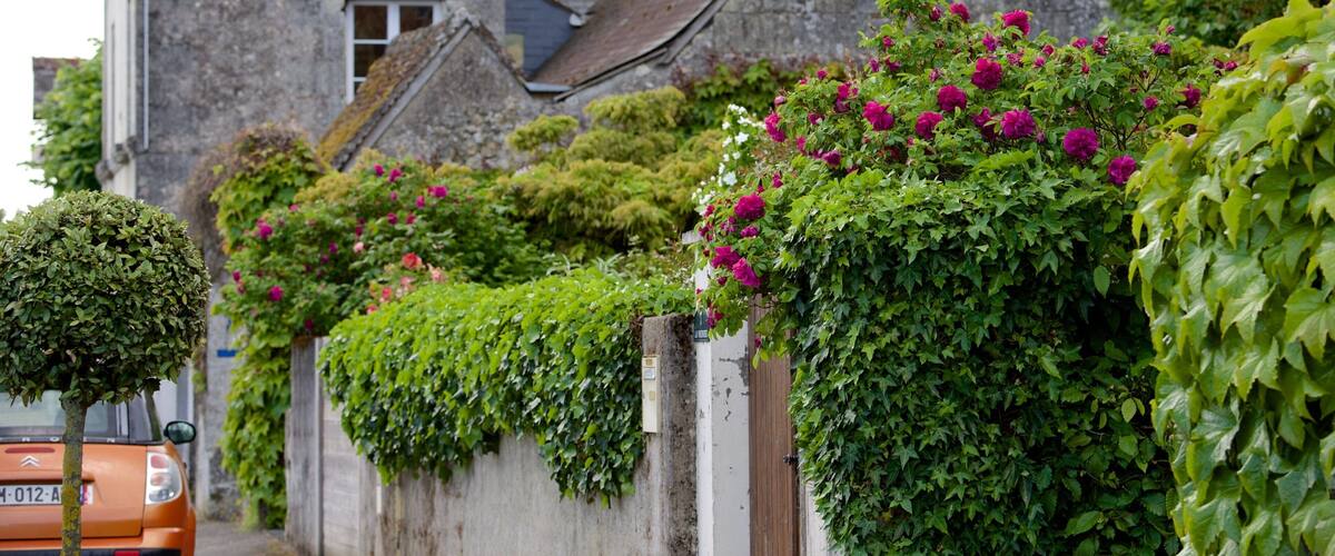 Savonnieres which includes flowers