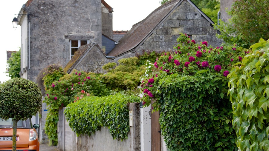 Savonnieres which includes flowers