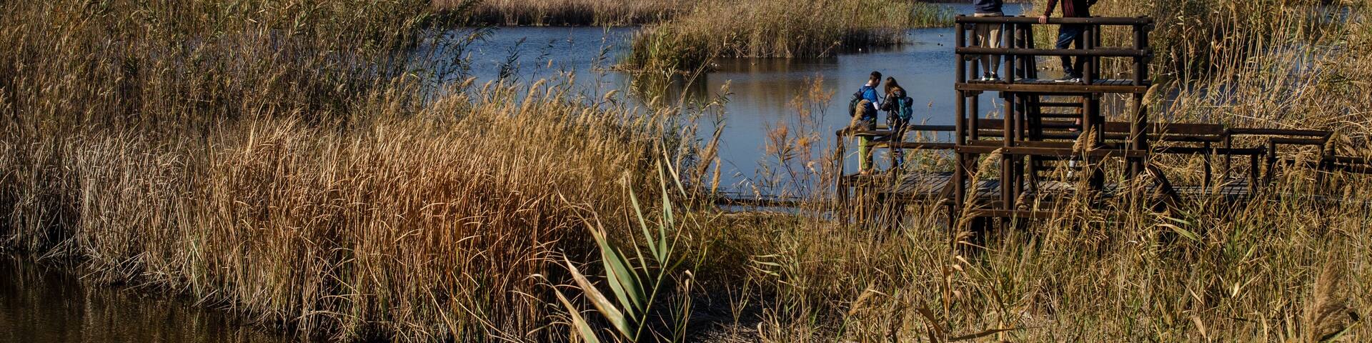 Beautiful Landscape of a Rice Field where Ornithologists Watch Birds with Binoculars in La Marjal dels Moros in Valencia Spain. Birdwatching Concept