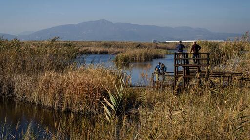 Beautiful Landscape of a Rice Field where Ornithologists Watch Birds with Binoculars in La Marjal dels Moros in Valencia Spain. Birdwatching Concept