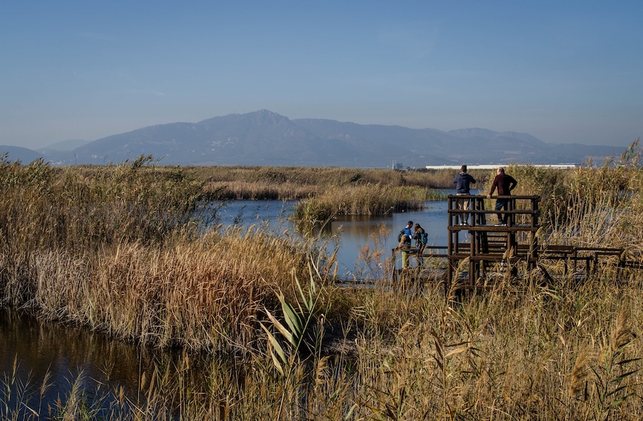 Beautiful Landscape of a Rice Field where Ornithologists Watch Birds with Binoculars in La Marjal dels Moros in Valencia Spain. Birdwatching Concept