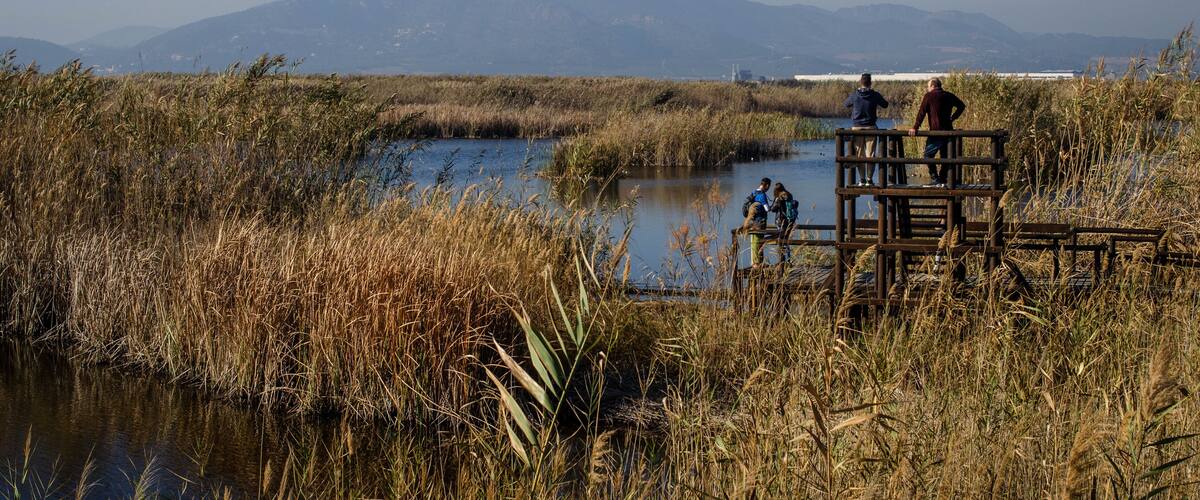 A wooden observation deck overlooking a marshy area with tall grasses and a calm body of water.