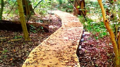 Wetland boardwalks through the bald cypress swamp.