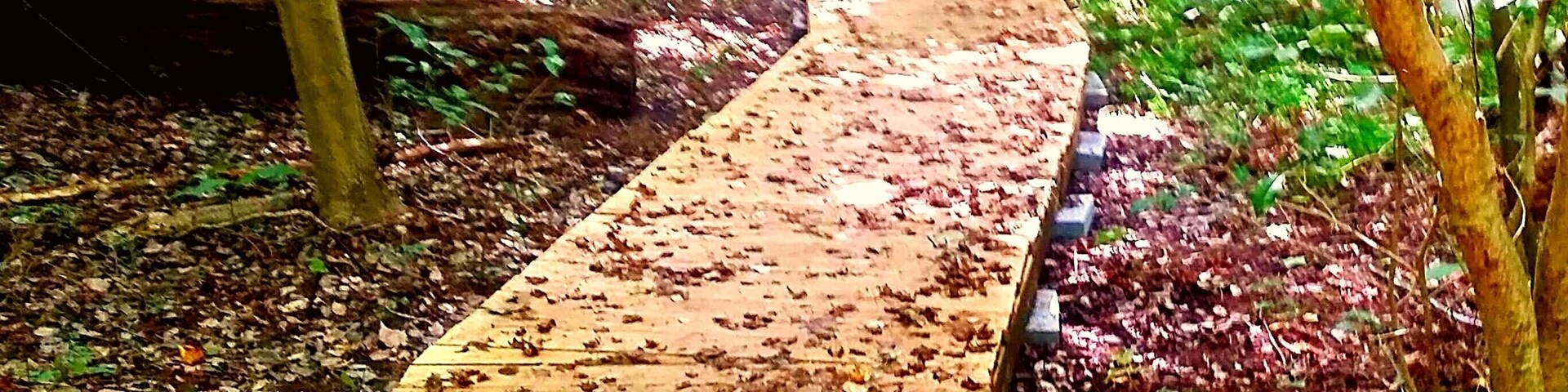 Wetland boardwalks through the bald cypress swamp.