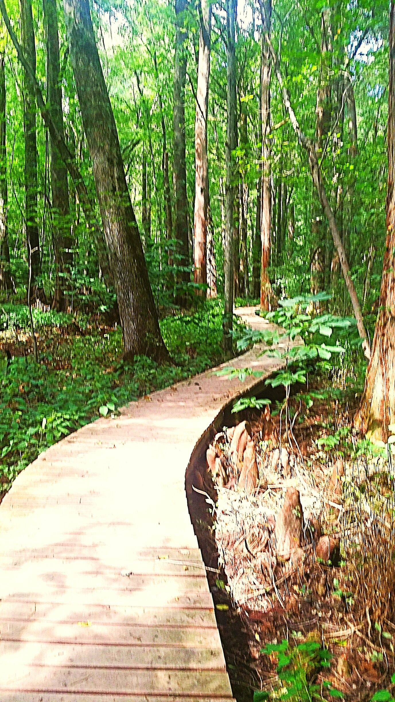 Wetland boardwalks through the cypress swamp. This is the northernmost area of bald cypress trees in the US.