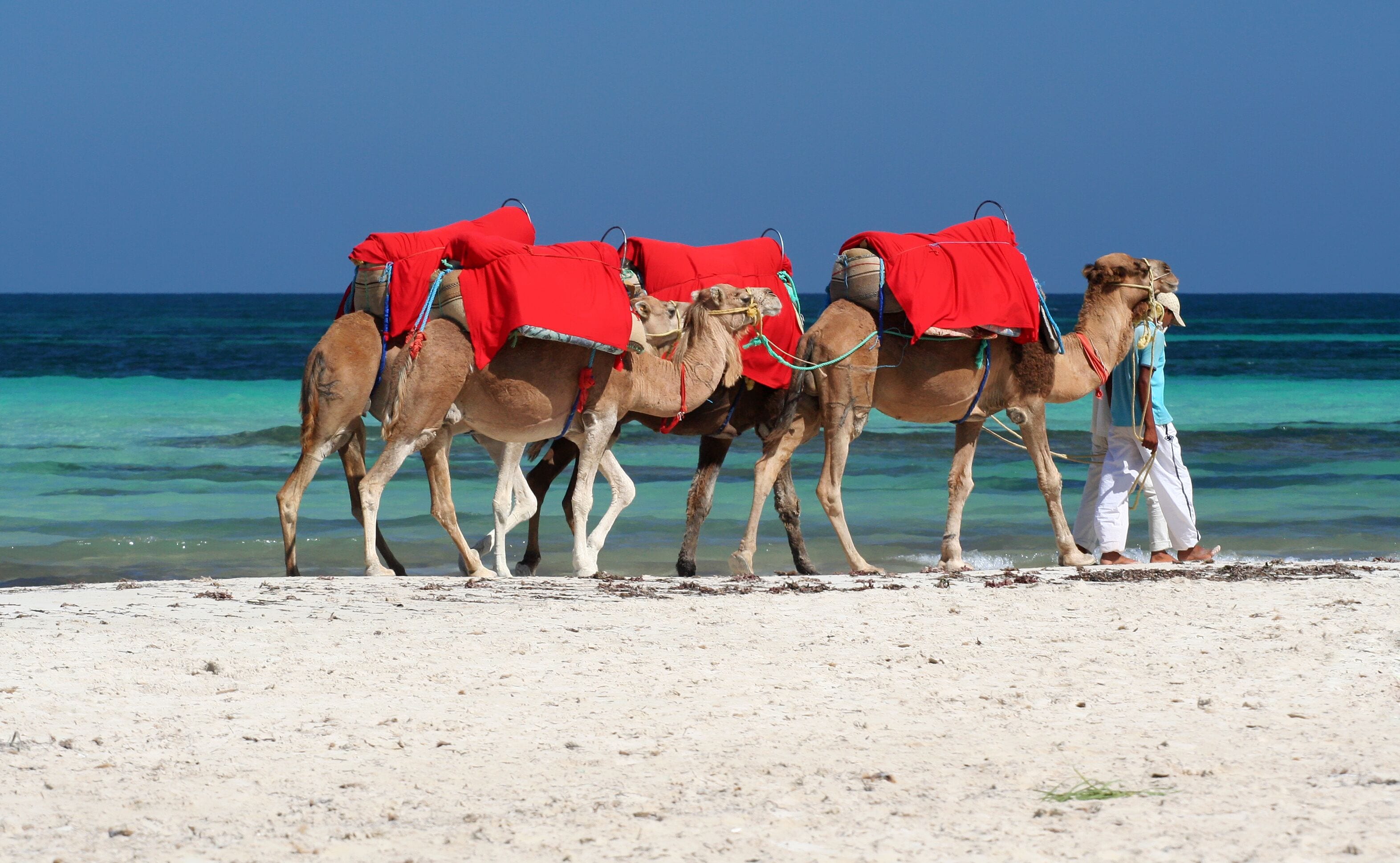Three camels with red saddles walking on a sandy beach with turquoise water in the background.