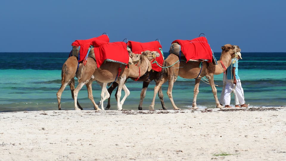 Three camels with red saddles walking on a sandy beach with turquoise water in the background.