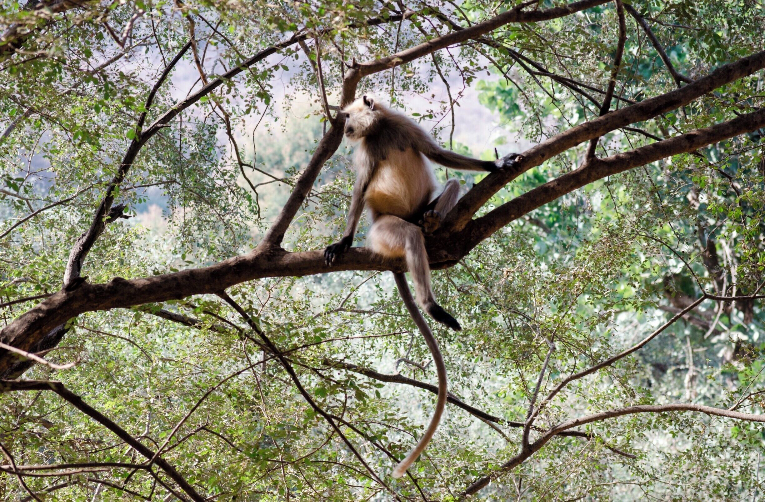 Gray Langur at Sariska National Park.

#LifeAtExpedia