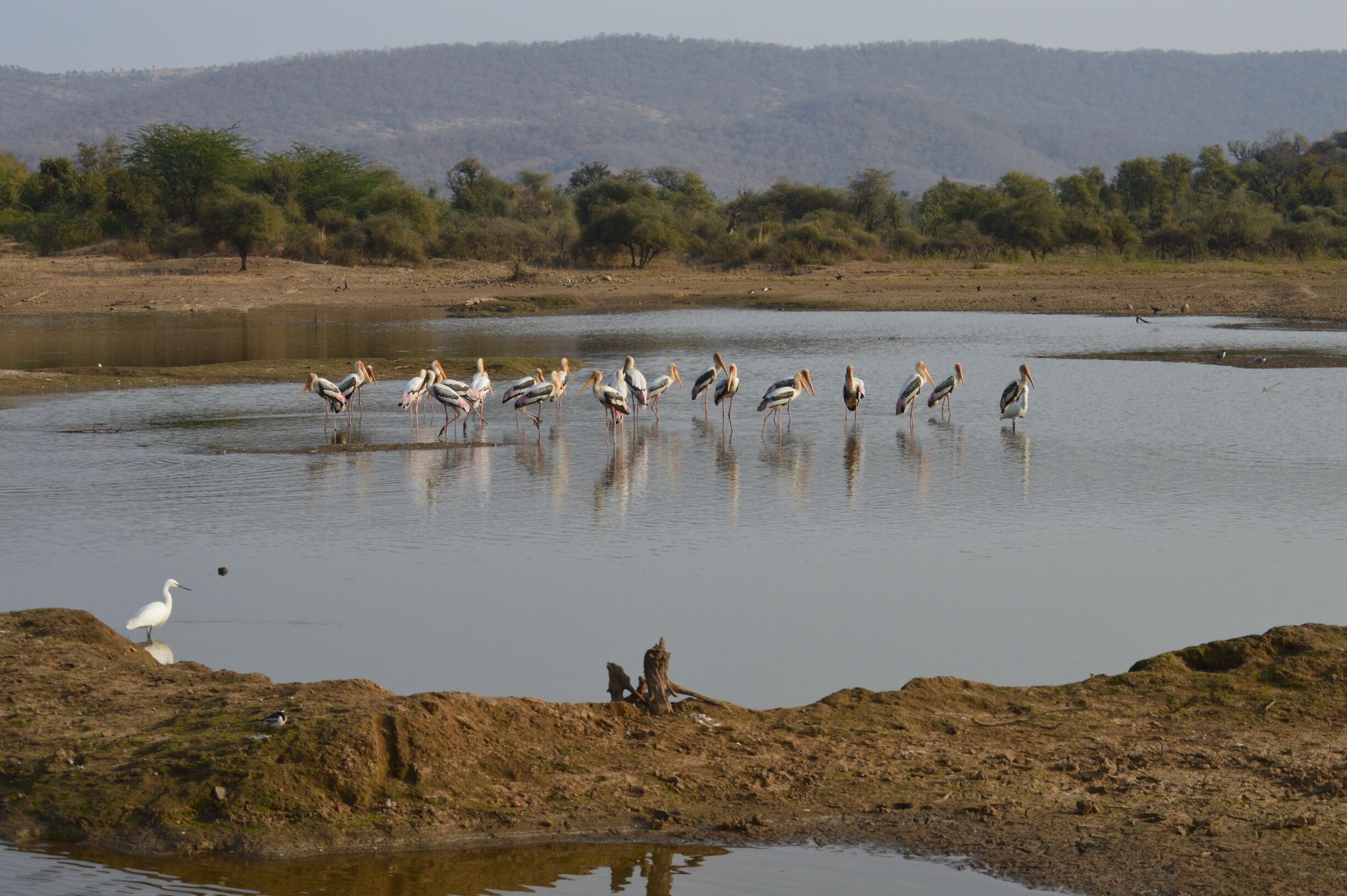 Sariska national park in Alwar is also know as sariska tiger reserve. Unfortunately I couldn't see any tigers or leopards but felt close to nature. These are migratory birds.
#Reflections #Wildlife