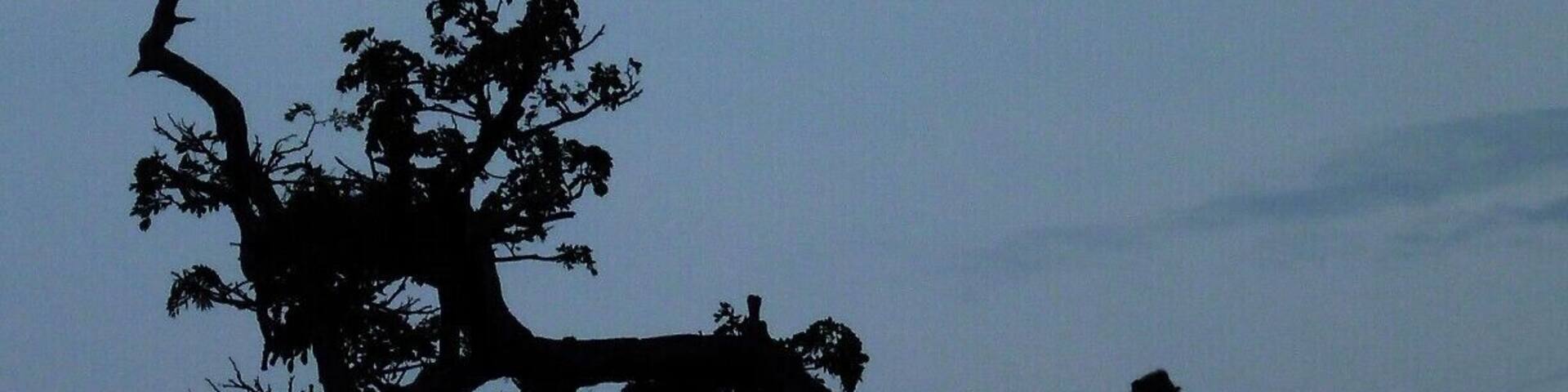 At the end of our day at Anuradhapura, we kept walking to our hotel. On the way, we saw this monkey was eating some fruits. This creature is endemic to Sri Lanka. Furthermore, it presents all over the Island. They live as groups and kind of the time they become too aggressive. So, if you capturing them when they are too close to you, keep it in your mind to switch off the flasher.