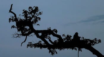 At the end of our day at Anuradhapura, we kept walking to our hotel. On the way, we saw this monkey was eating some fruits. This creature is endemic to Sri Lanka. Furthermore, it presents all over the Island. They live as groups and kind of the time they become too aggressive. So, if you capturing them when they are too close to you, keep it in your mind to switch off the flasher.