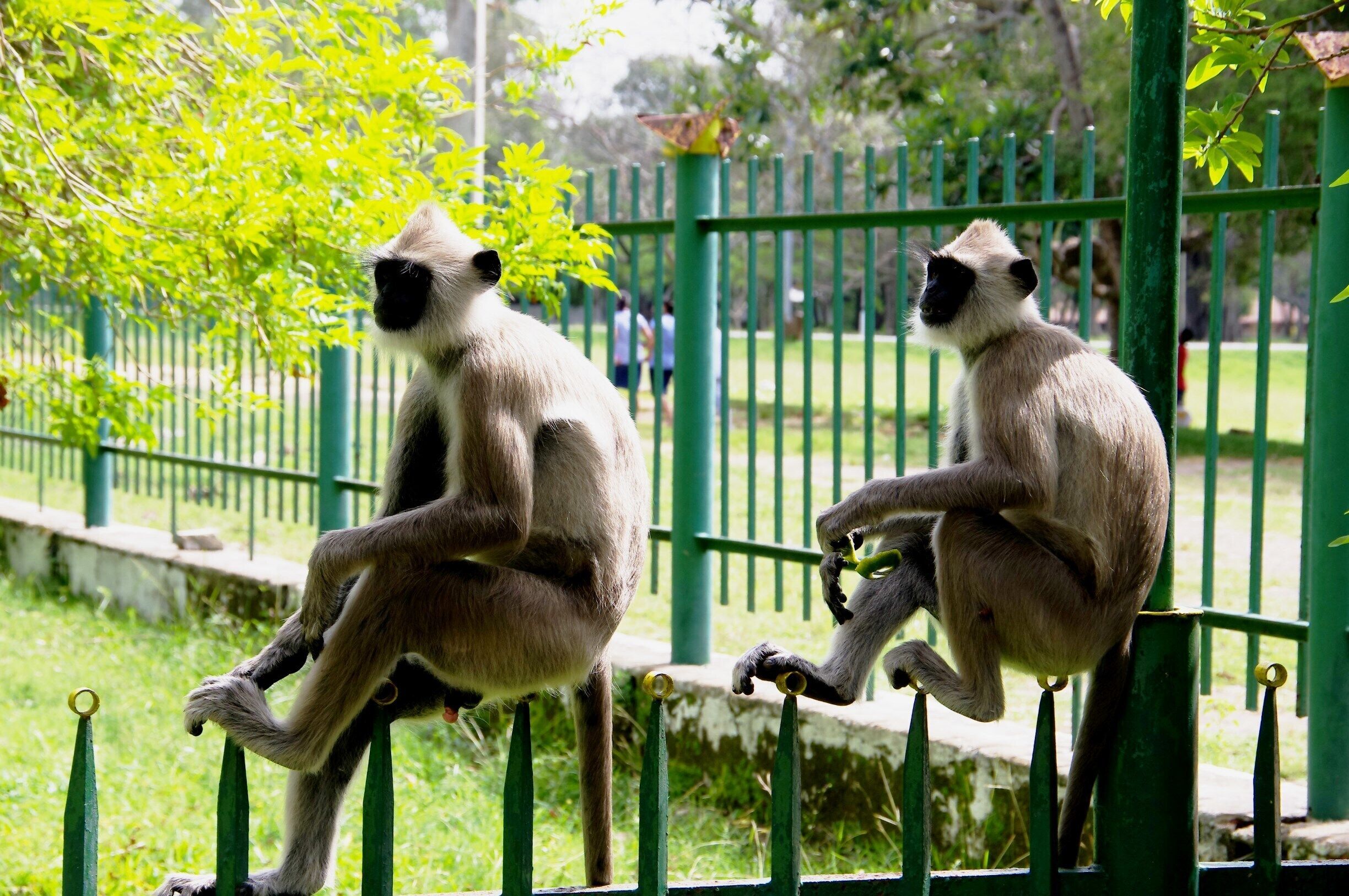 Ruwanweli Saya Dagoba , Anuradhapura , Sri Lanka