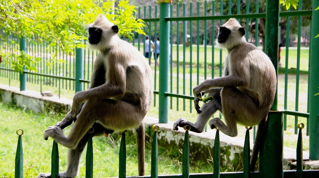 Ruwanweli Saya Dagoba , Anuradhapura , Sri Lanka