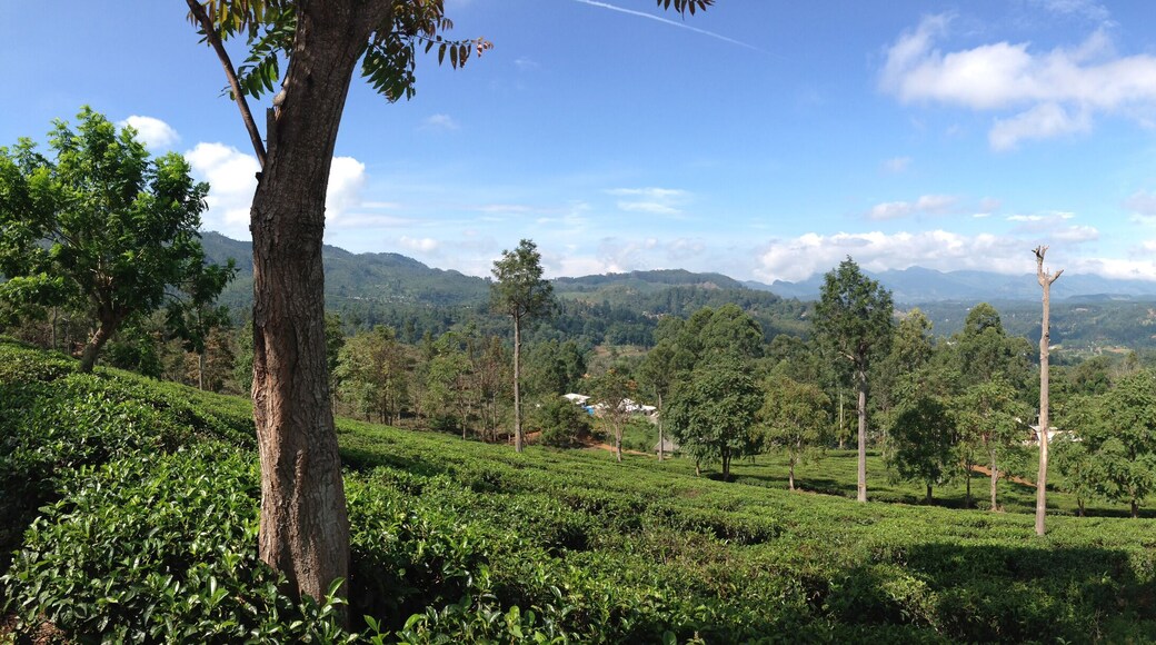 Tea plantation