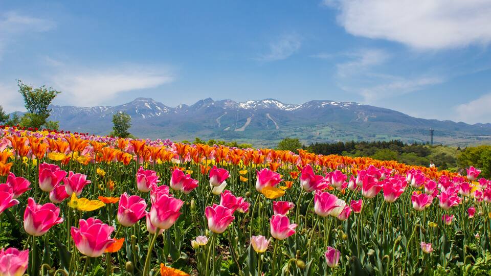 A field of tulips with a mountain range in the background.