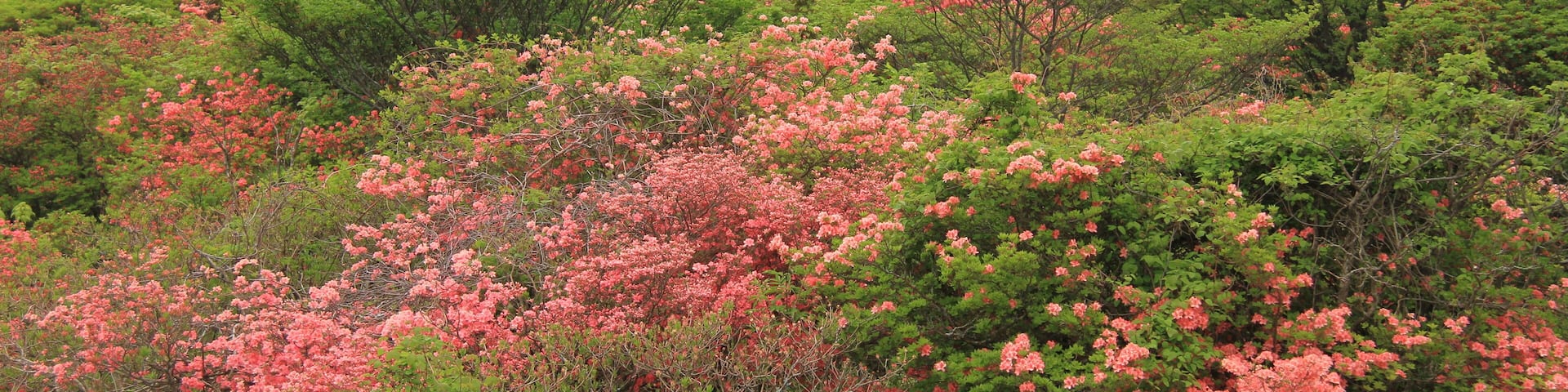 Yumoto, Nasu, Nasu District, Tochigi Prefecture 325-0301, Japan