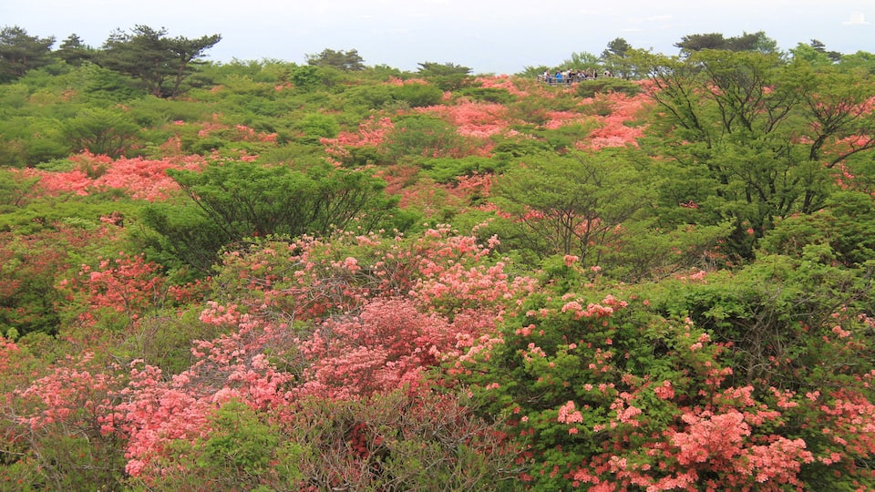 A hillside with dense green foliage and patches of pink azalea flowers.