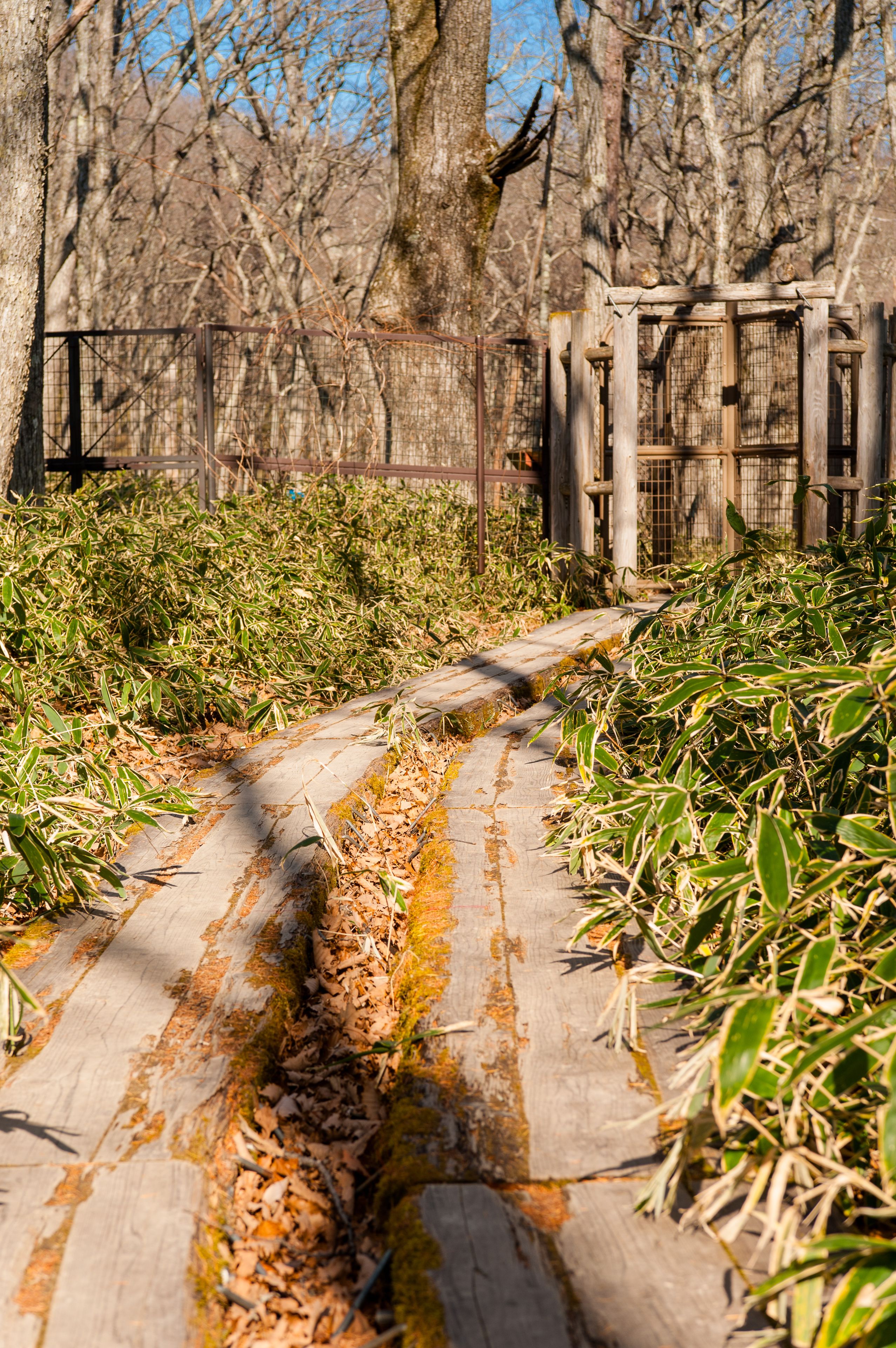A pathway with moss and fallen leaves, surrounded by dense shrubbery and trees.