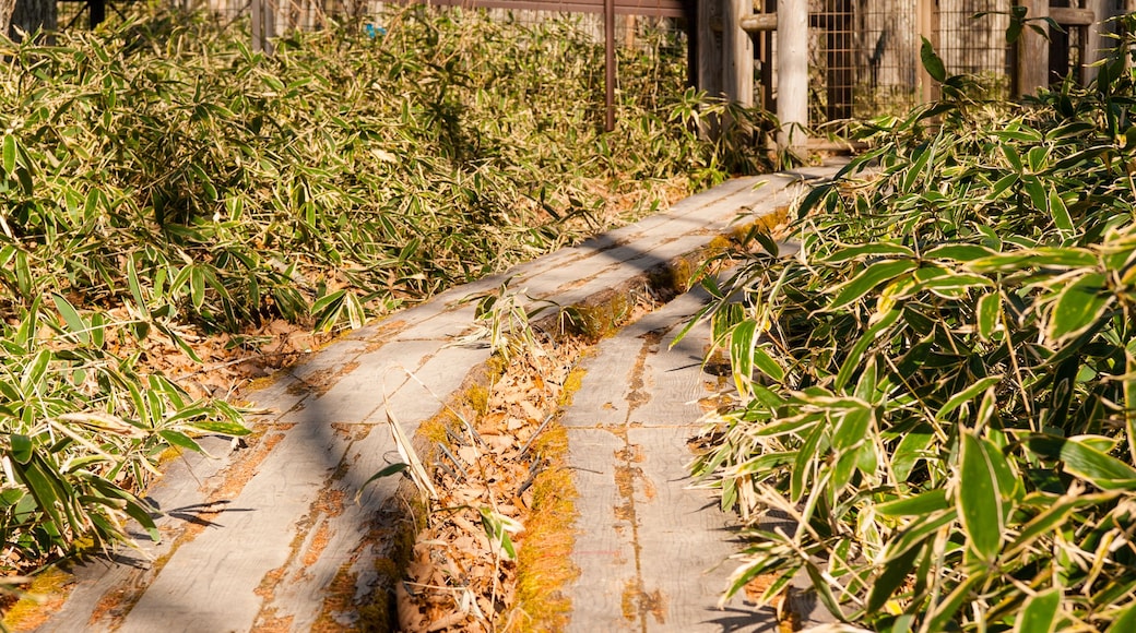 A pathway with moss and fallen leaves, surrounded by dense shrubbery and trees.