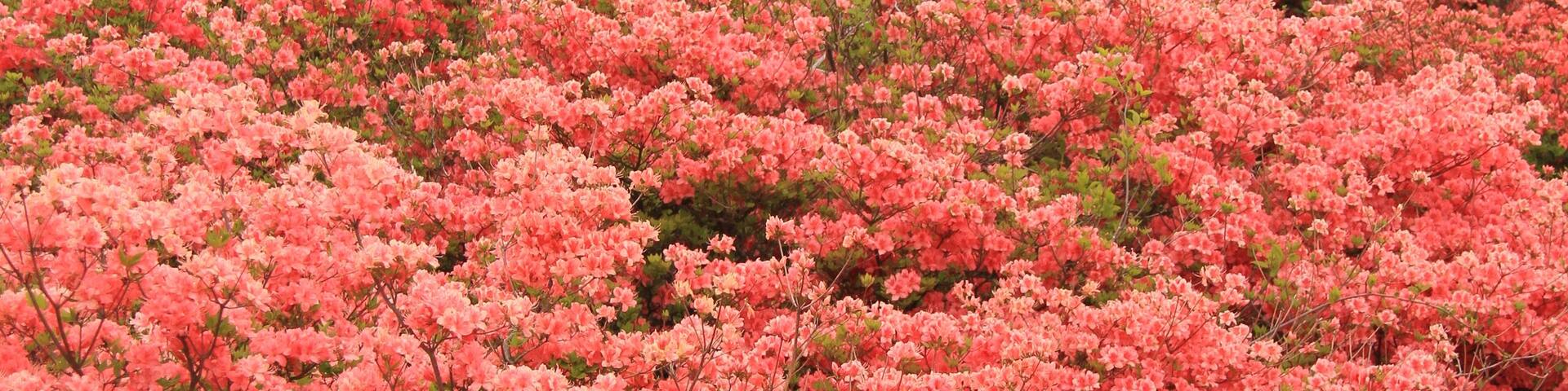 Yumoto, Nasu, Nasu District, Tochigi Prefecture 325-0301, Japan