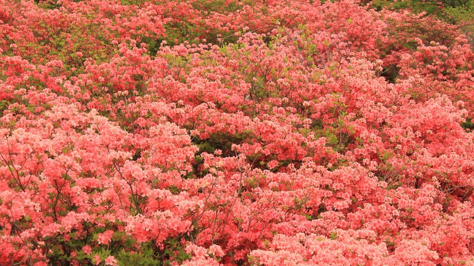 A dense field of pink azaleas with green foliage and pine trees in the background.