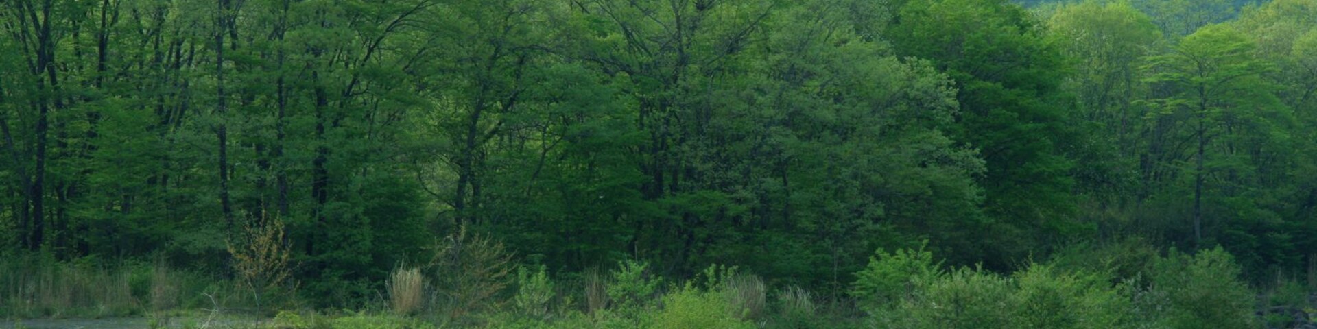 Un río serpentea por una zona boscosa, con una persona de pie junto al agua.
