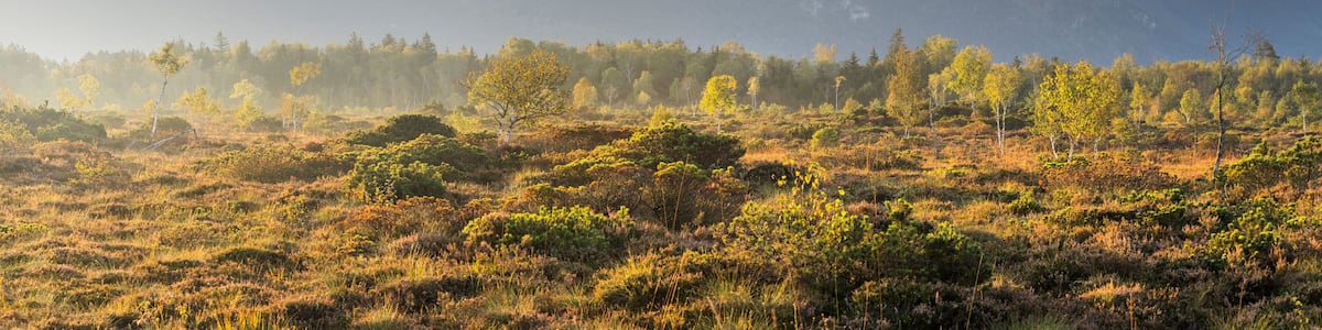A mountainous landscape with a foreground of low-lying vegetation and a clear sky.