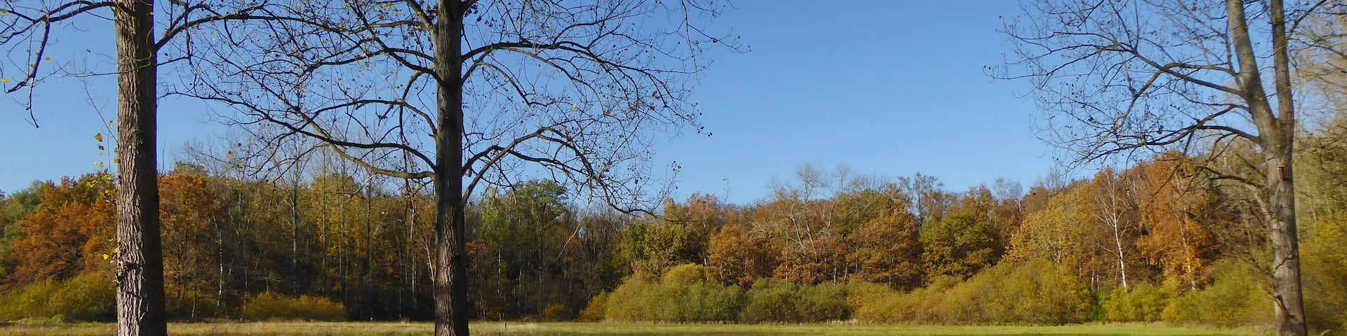 Der zentrale Teil des Naturschutzgebietes Holzwiese-Bockmerholz (NSG HA 064) besteht aus einer nährstoffarmen Nasswiese.