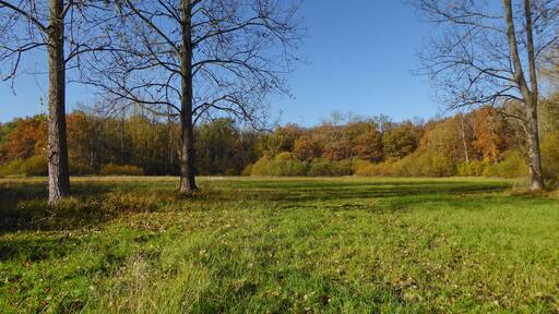 Der zentrale Teil des Naturschutzgebietes Holzwiese-Bockmerholz (NSG HA 064) besteht aus einer nährstoffarmen Nasswiese.