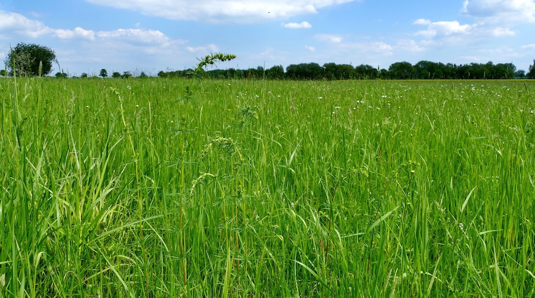 NSG-HA 133 "Hahnenkamp“: Dieses Naturschutzgebiet ist vorwiegend von Feuchtgrünland geprägt, hier ist eine der extensiv genutzten Wiesen zu sehen.