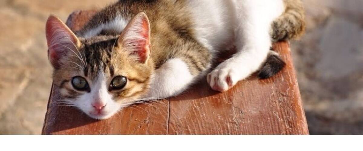 Sweet but timid kitten living at the church near the Heraion of Perachora.